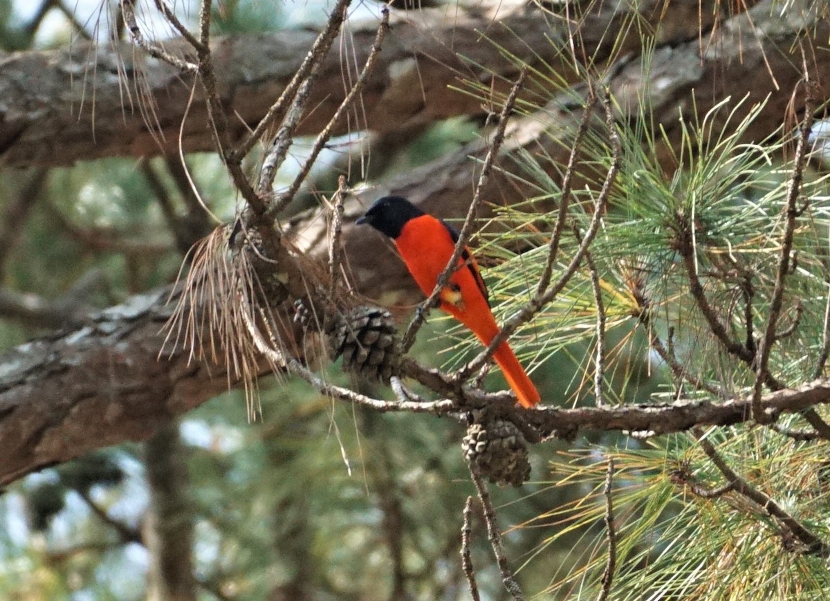 Scarlet Minivet - ML555436951