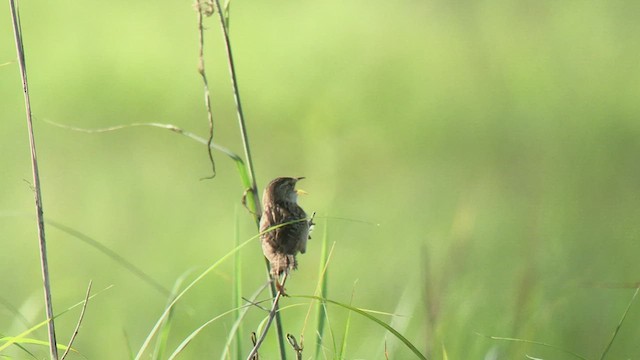 Sedge Wren - ML555437141