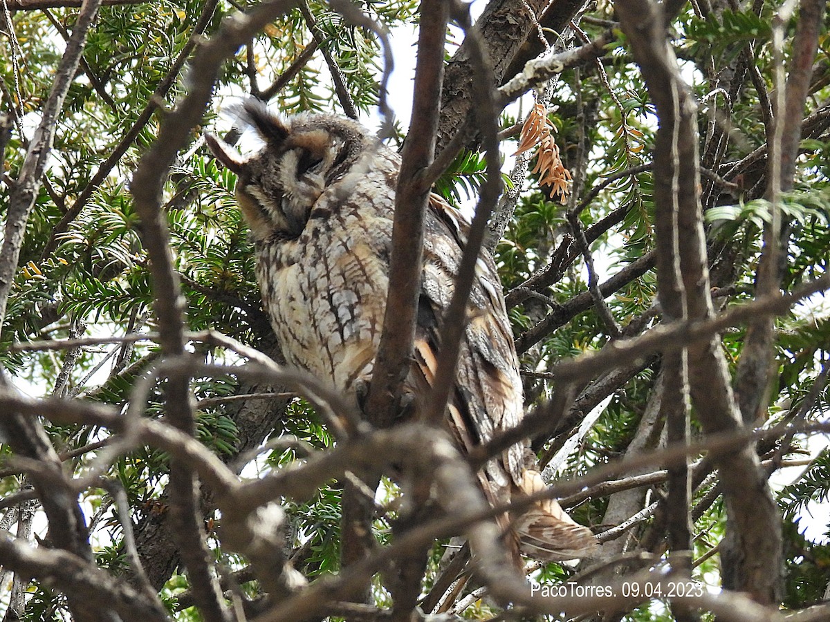 Hibou moyen-duc - ML555437371