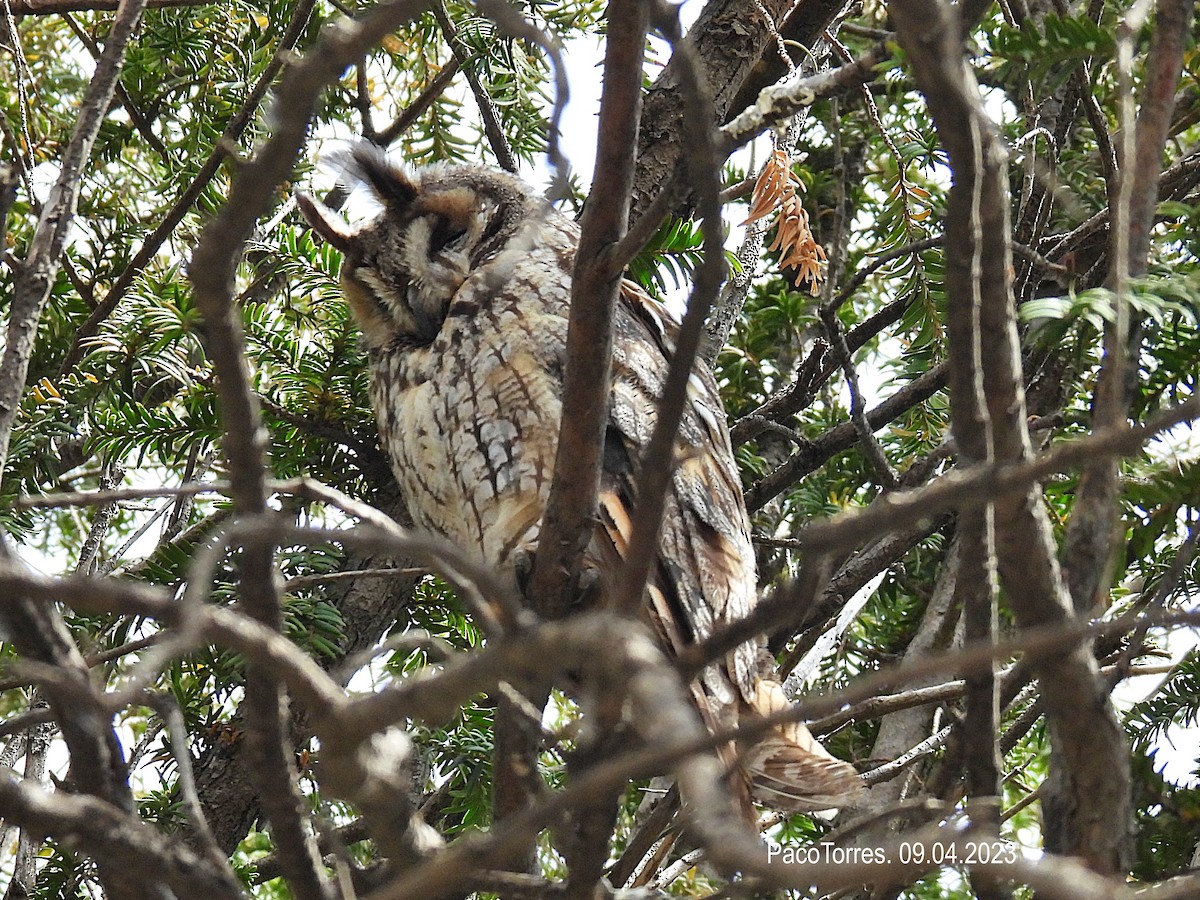 Long-eared Owl - Paco Torres 🦆