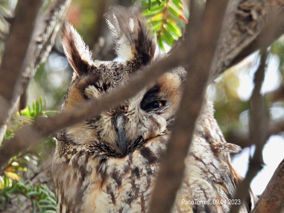 Long-eared Owl - Paco Torres 🦆