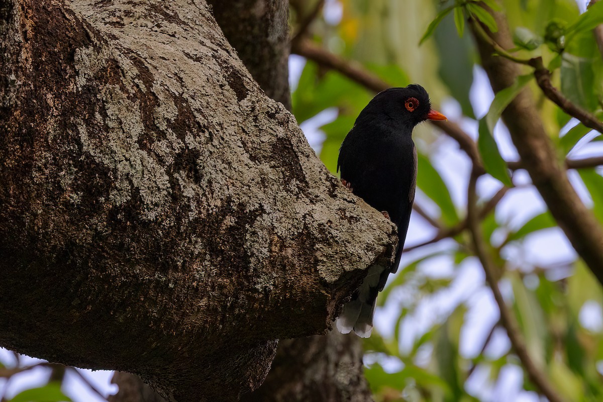 Retz's Helmetshrike - ML555437481