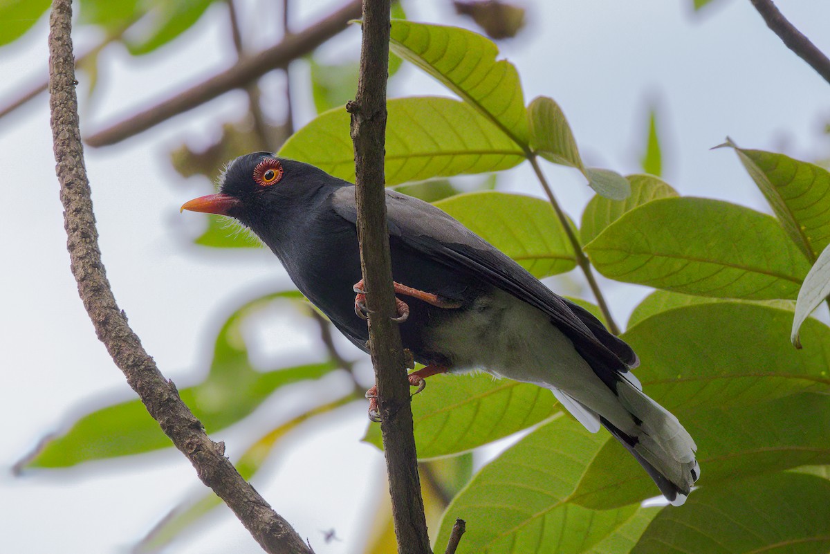 Retz's Helmetshrike - ML555437521