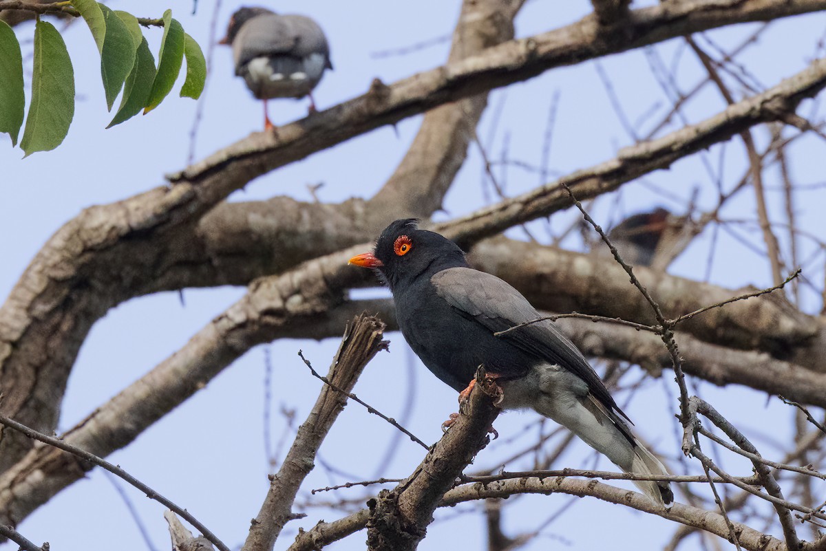 Retz's Helmetshrike - ML555437631