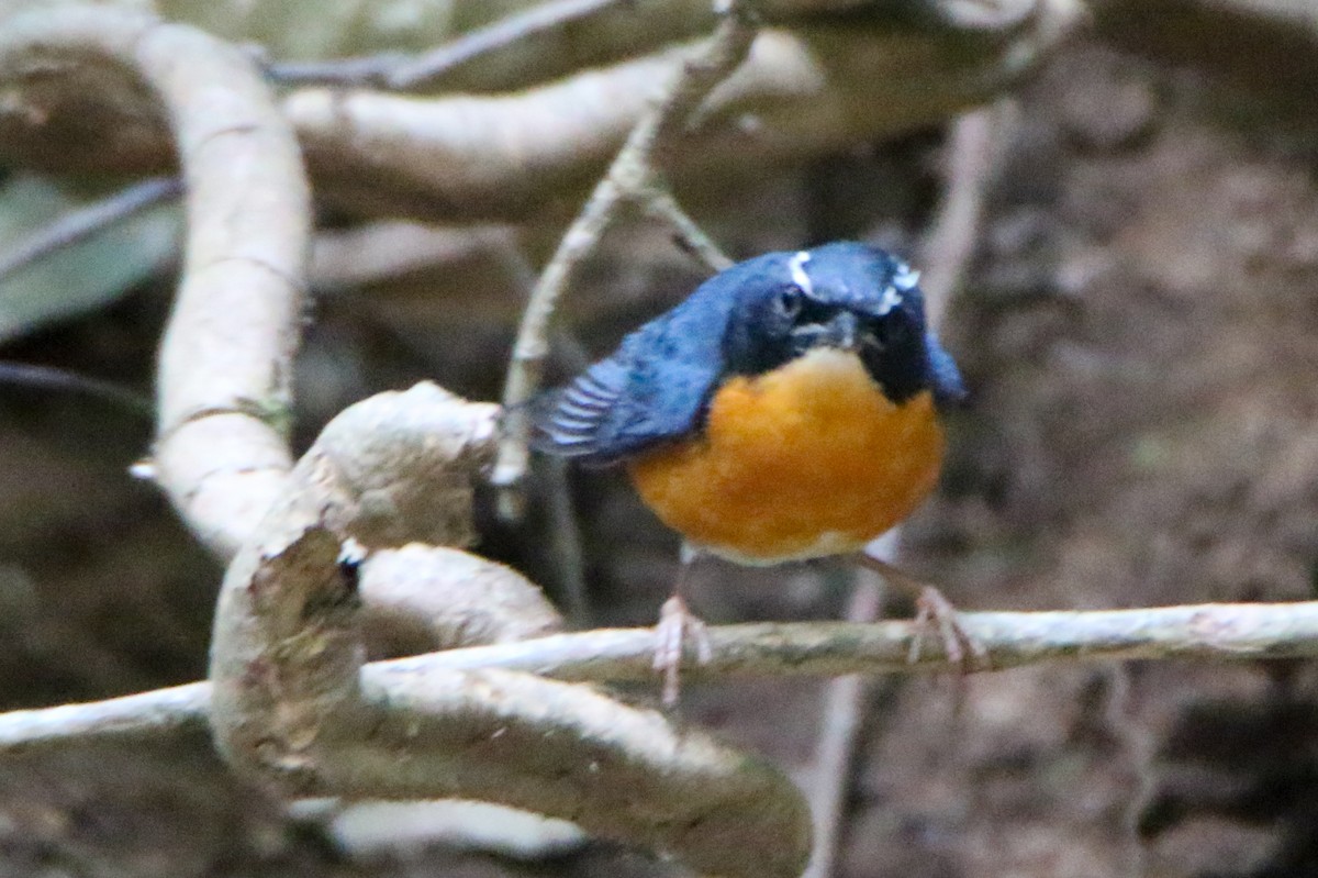 Indian Blue Robin - ML555439361