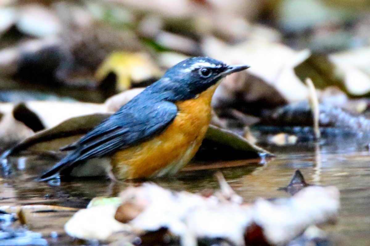 Indian Blue Robin - ML555439381