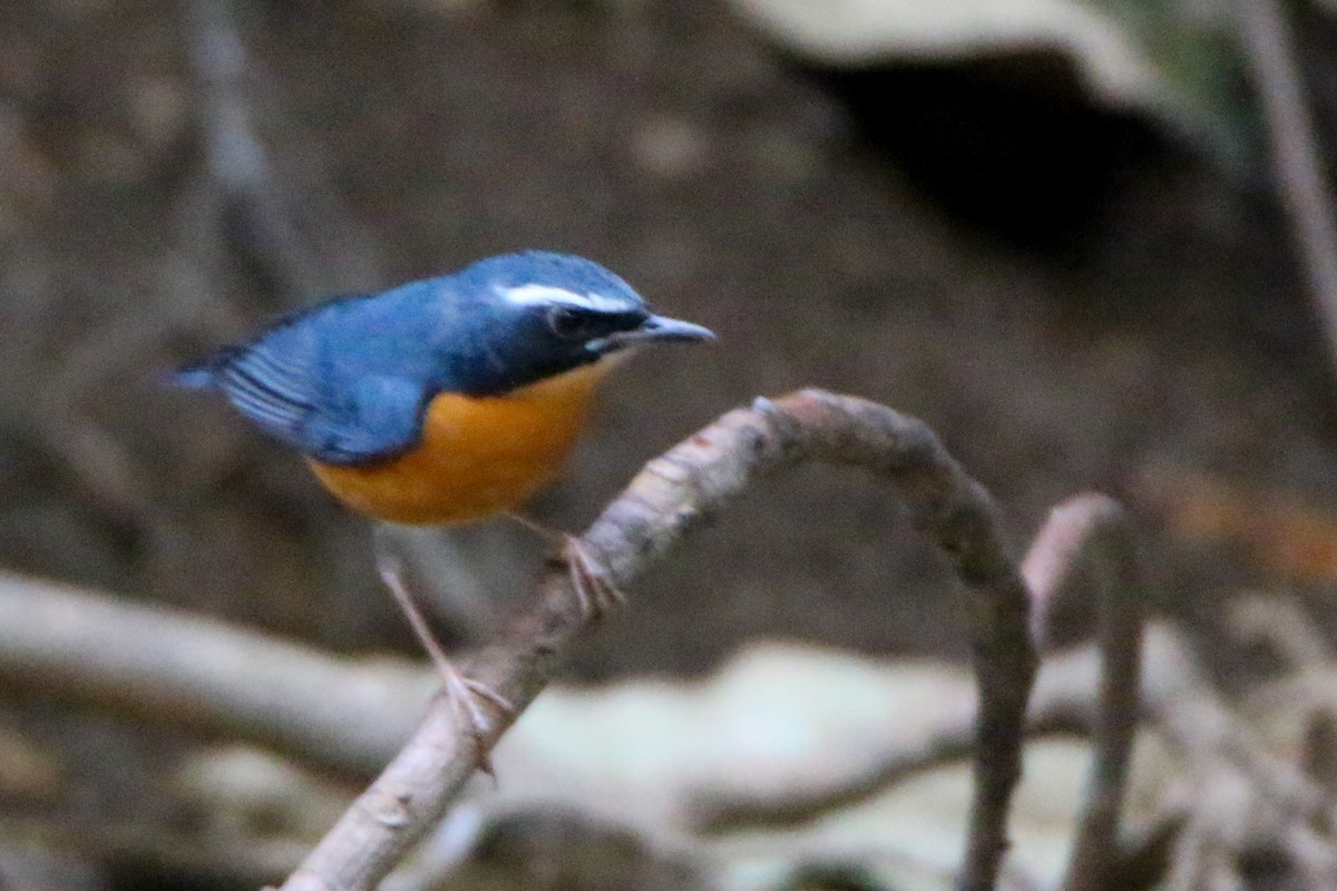 Indian Blue Robin - ML555439461