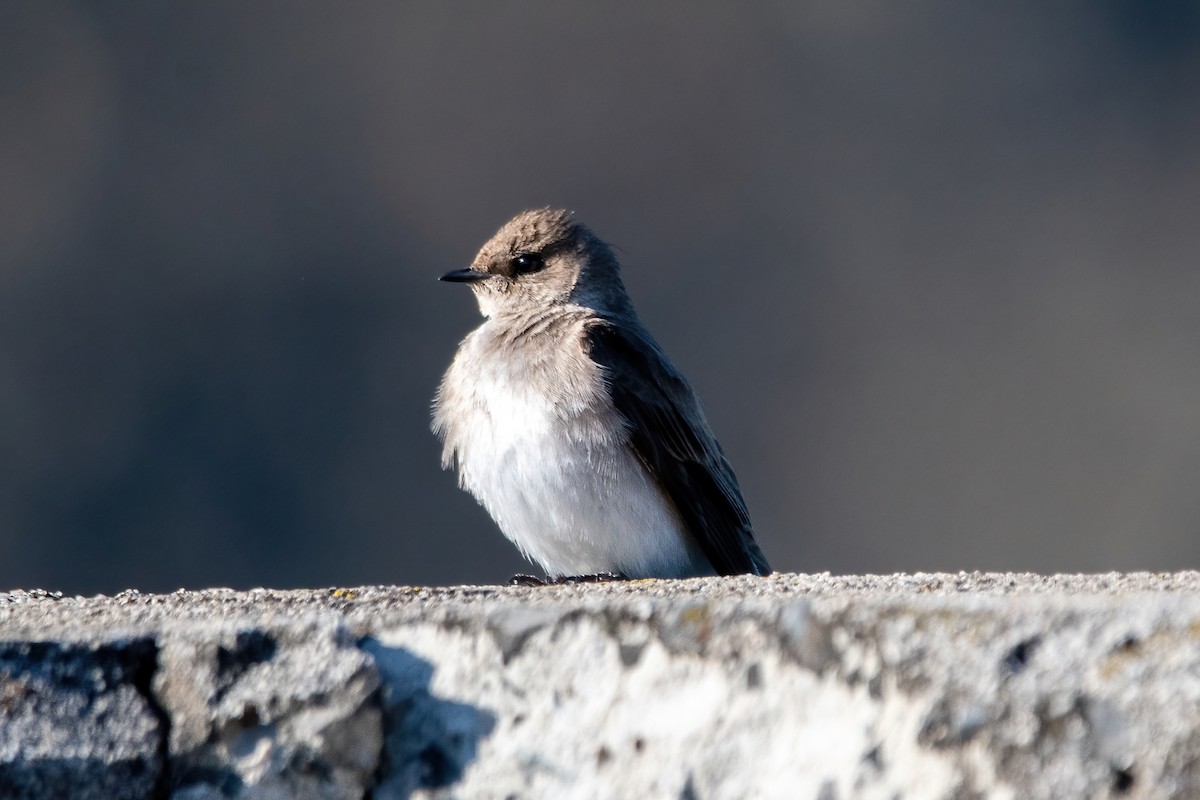 Northern Rough-winged Swallow - ML555440071