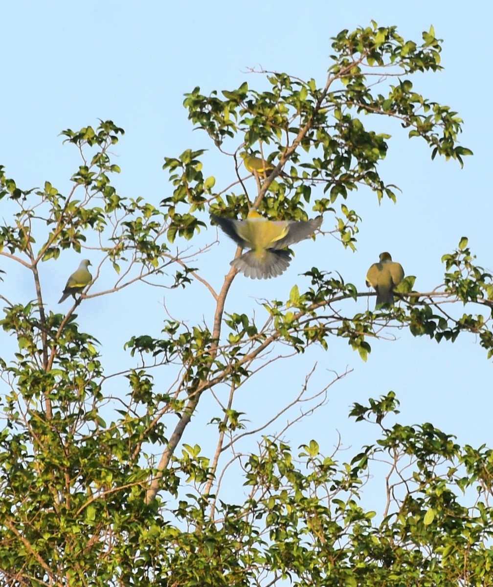 Yellow-footed Green-Pigeon - ML555440141