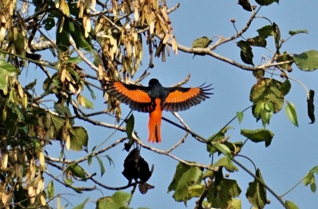 Scarlet Minivet - ML555440641