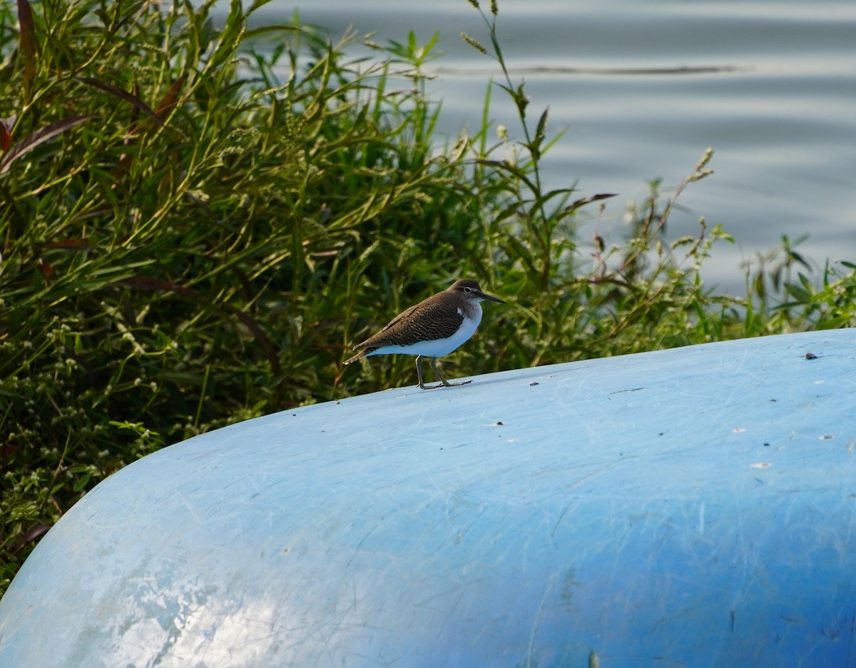 Common Sandpiper - ML555440971