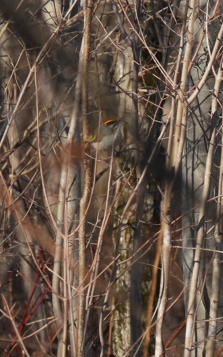 Golden-crowned Kinglet - ML555441211