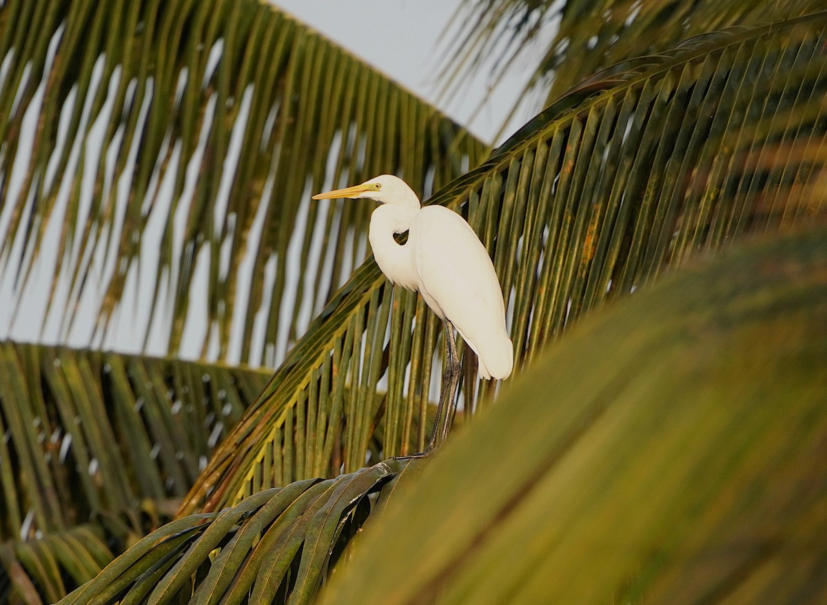 Great Egret - ML555441961