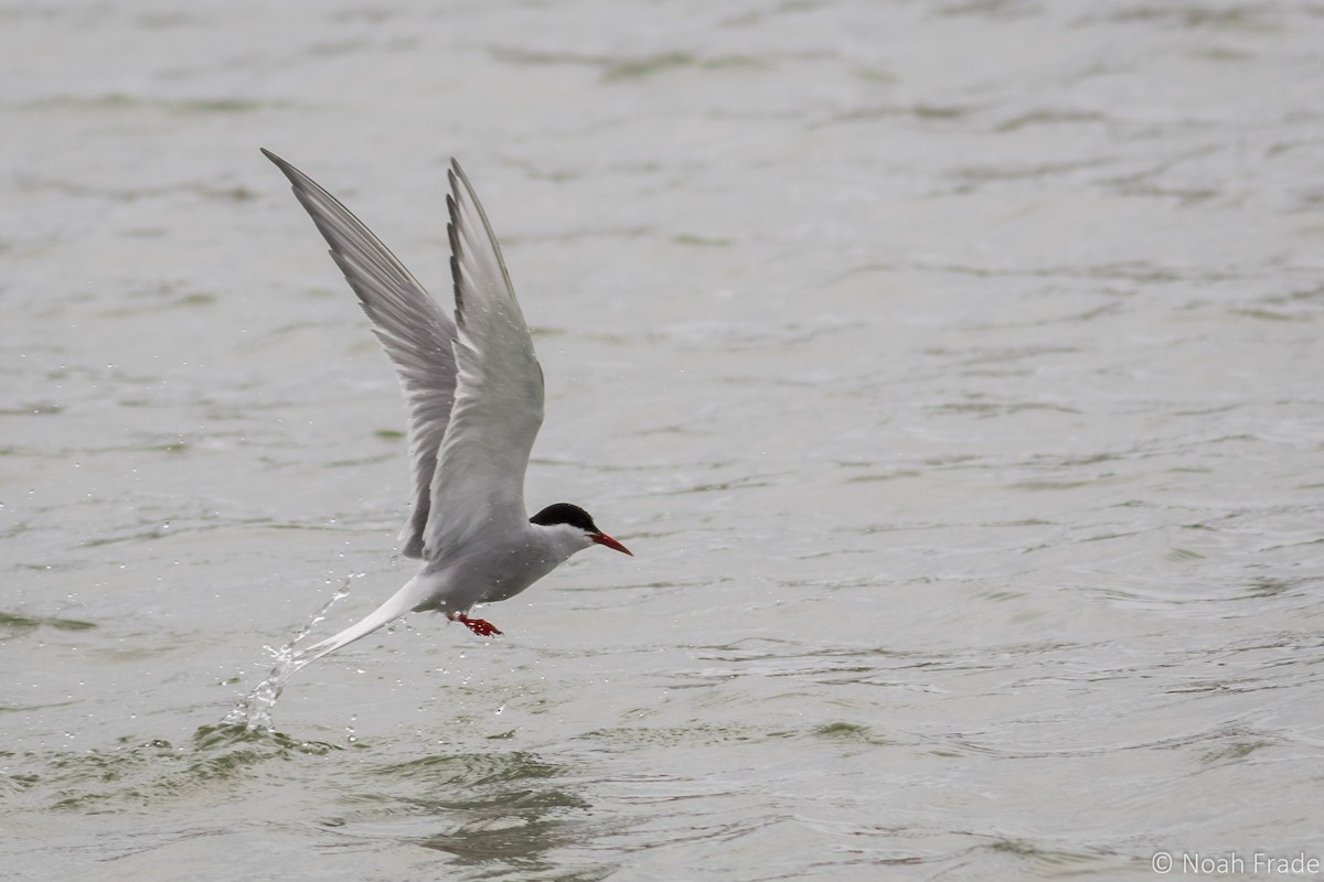 Arctic Tern - ML55544231