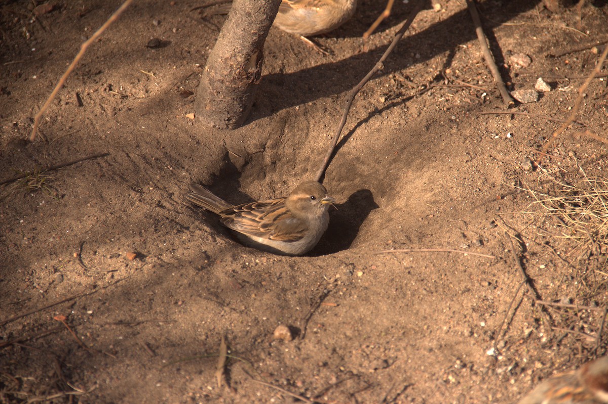 House Sparrow - ML555442401