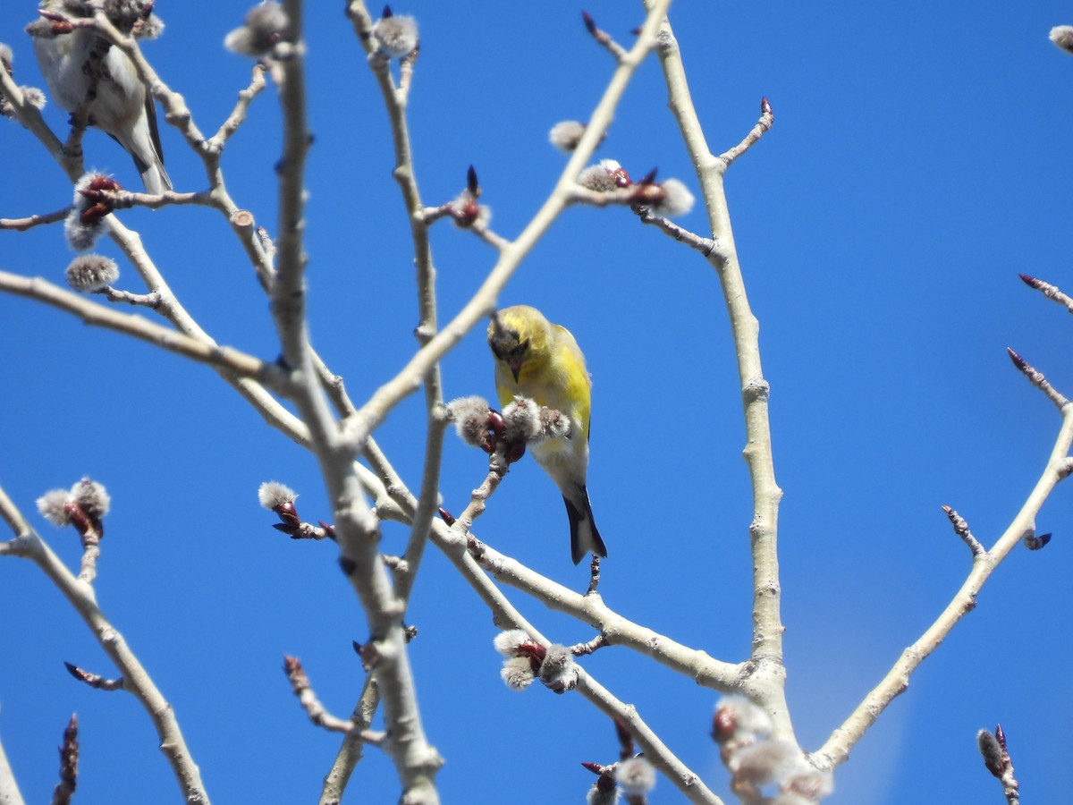 American Goldfinch - ML555442431