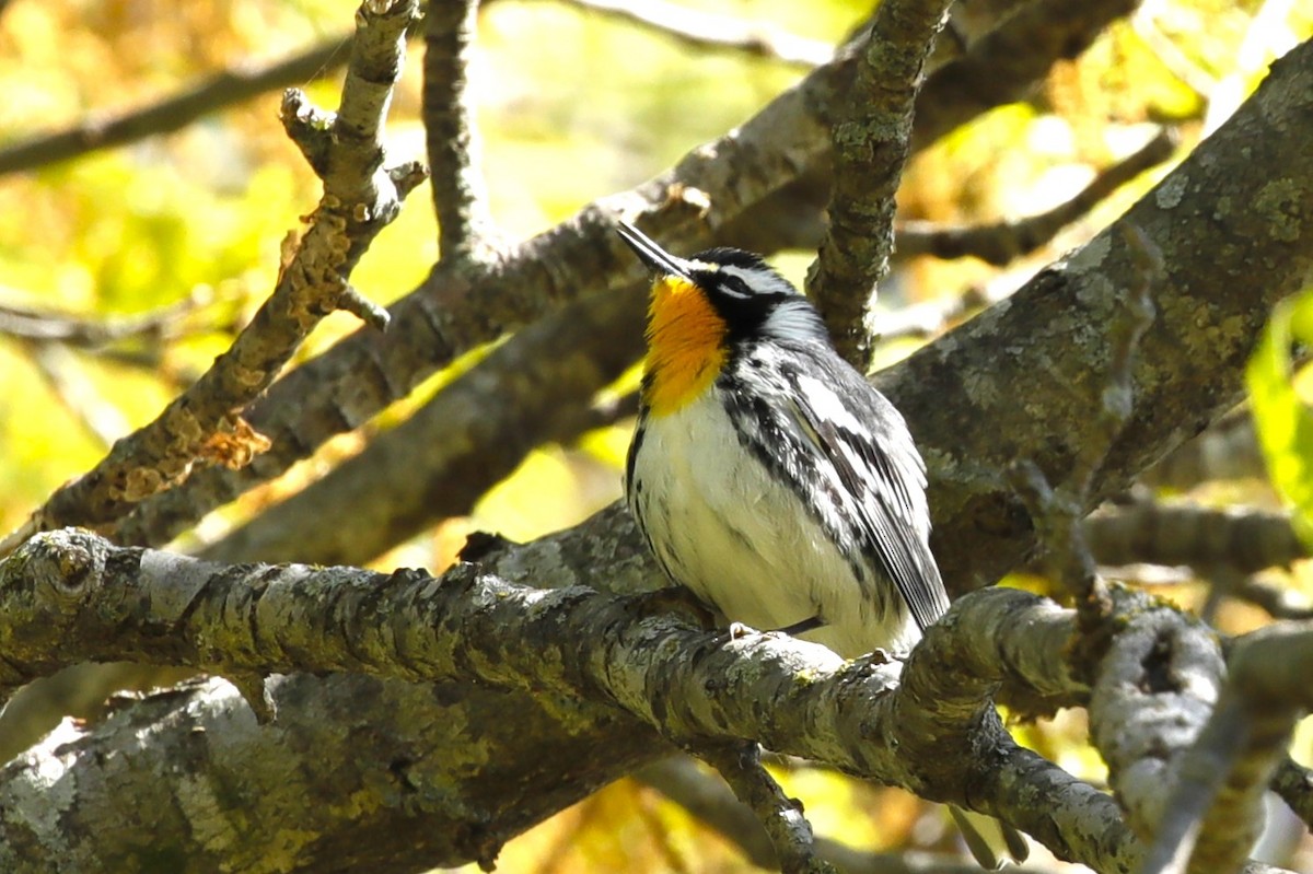 Yellow-throated Warbler - ML555443681