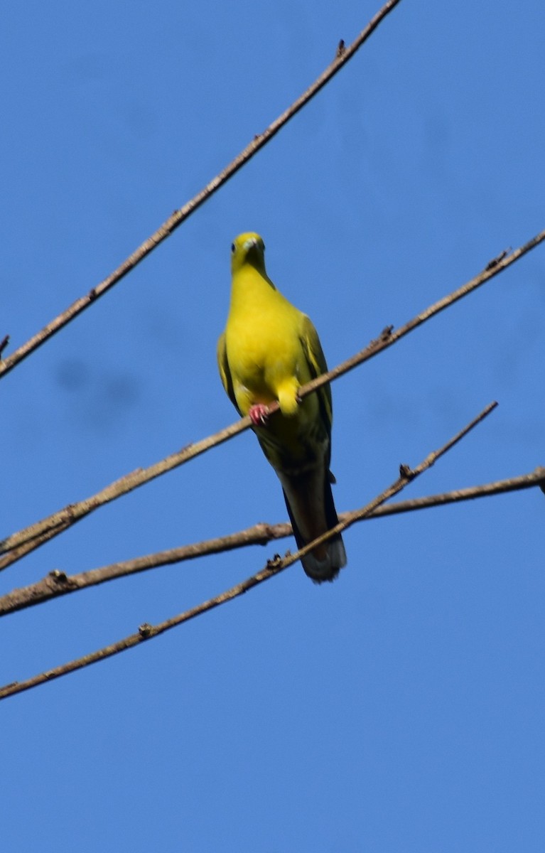 Yellow-footed Green-Pigeon - ML555445081