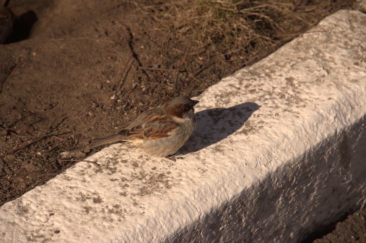 House Sparrow - ML555445121