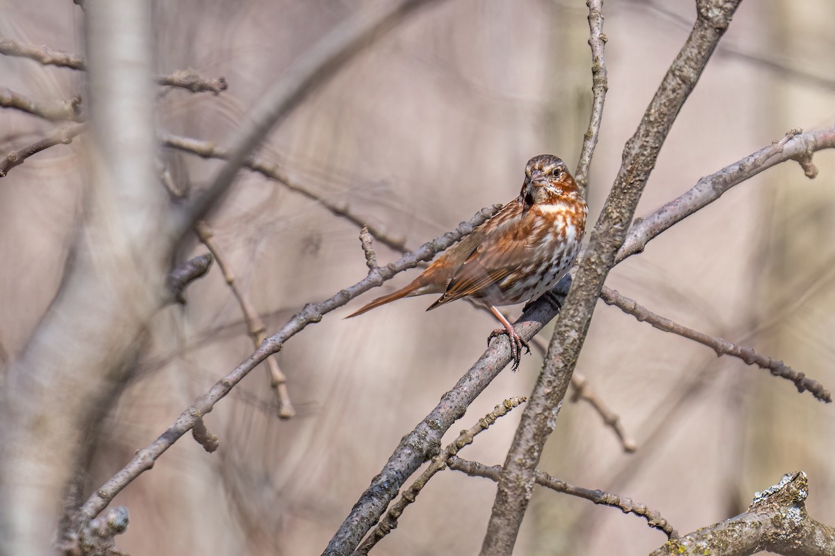 Fox Sparrow (Red) - ML555448331