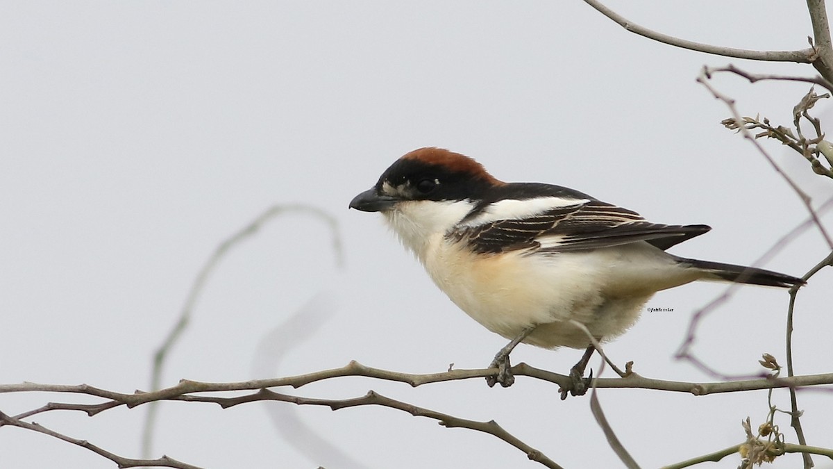 Woodchat Shrike - ML555448601