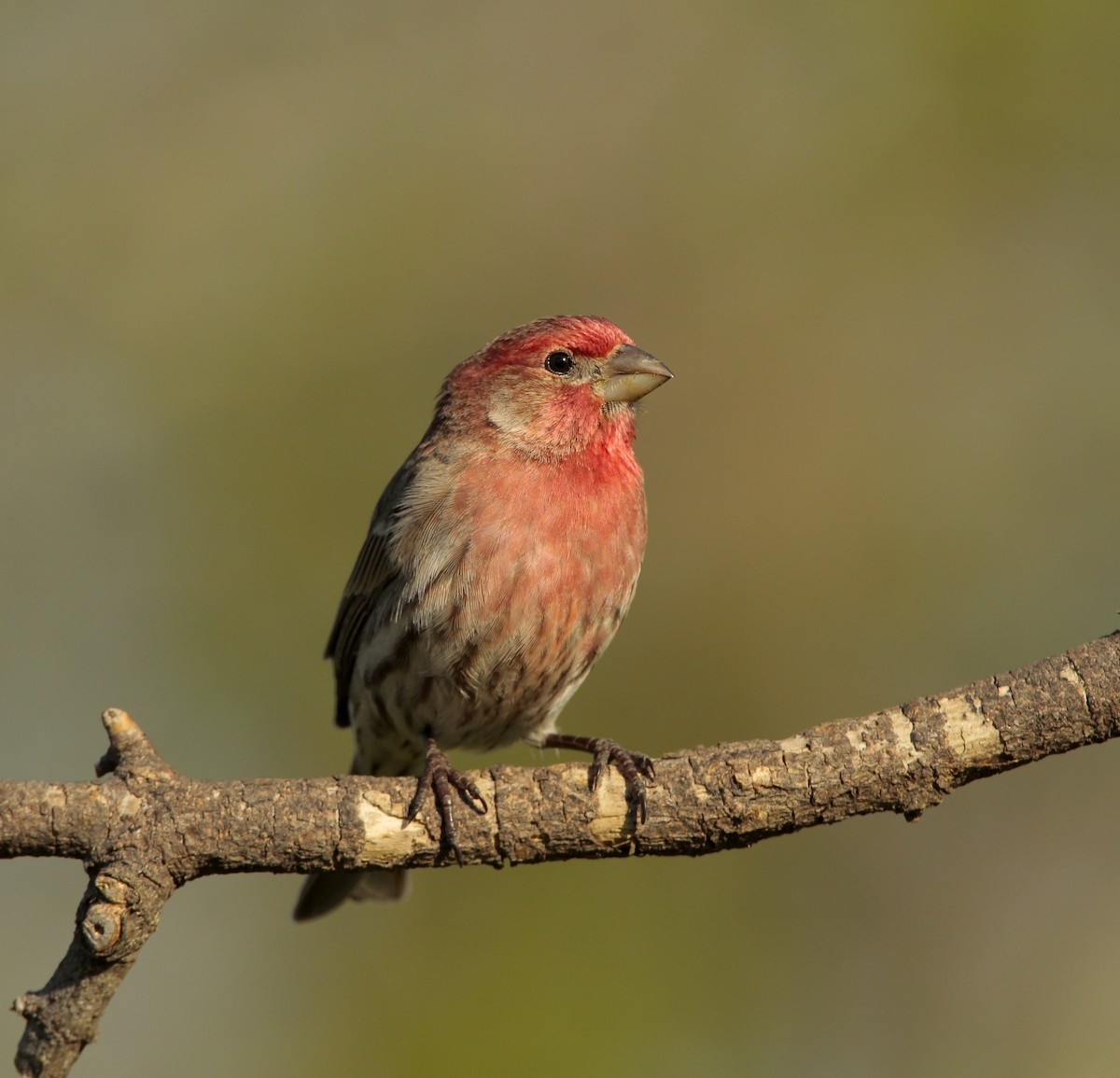 House Finch - ML55544901