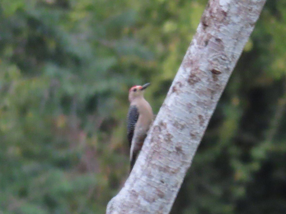 Golden-fronted Woodpecker - ML555449111