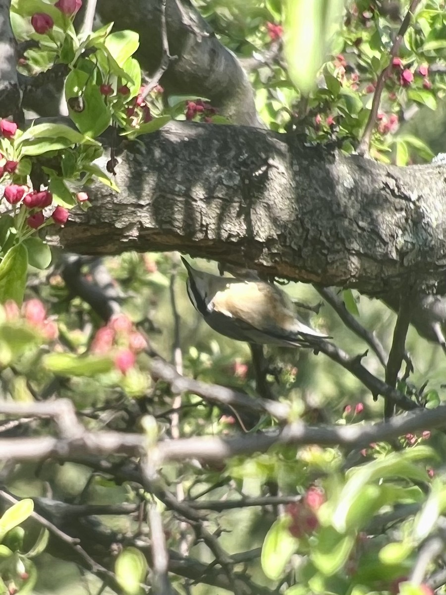 ムネアカゴジュウカラ - ML555449251