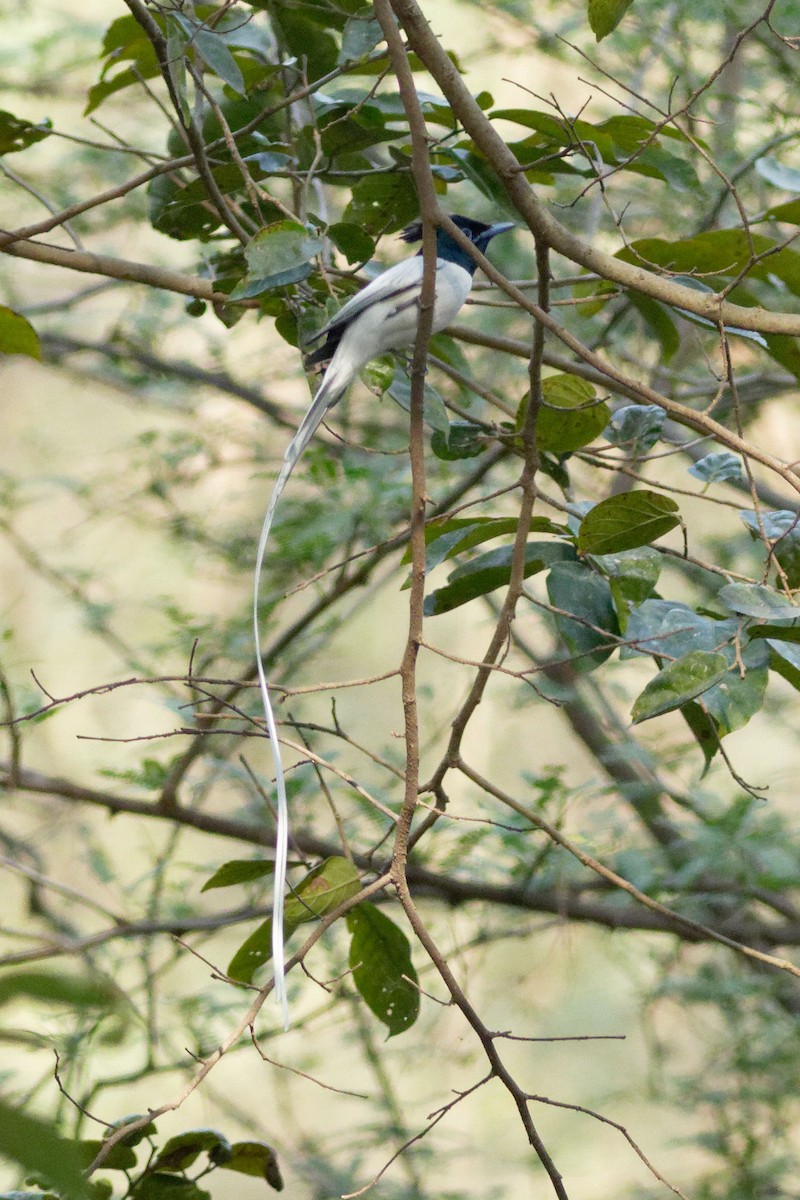 カワリサンコウチョウ - ML555449431