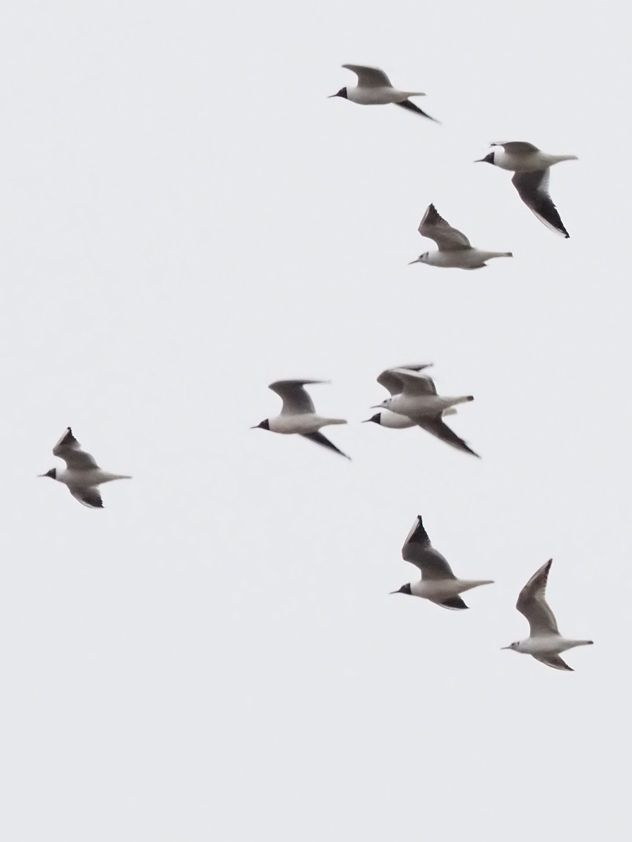 Black-headed Gull - ML555450081