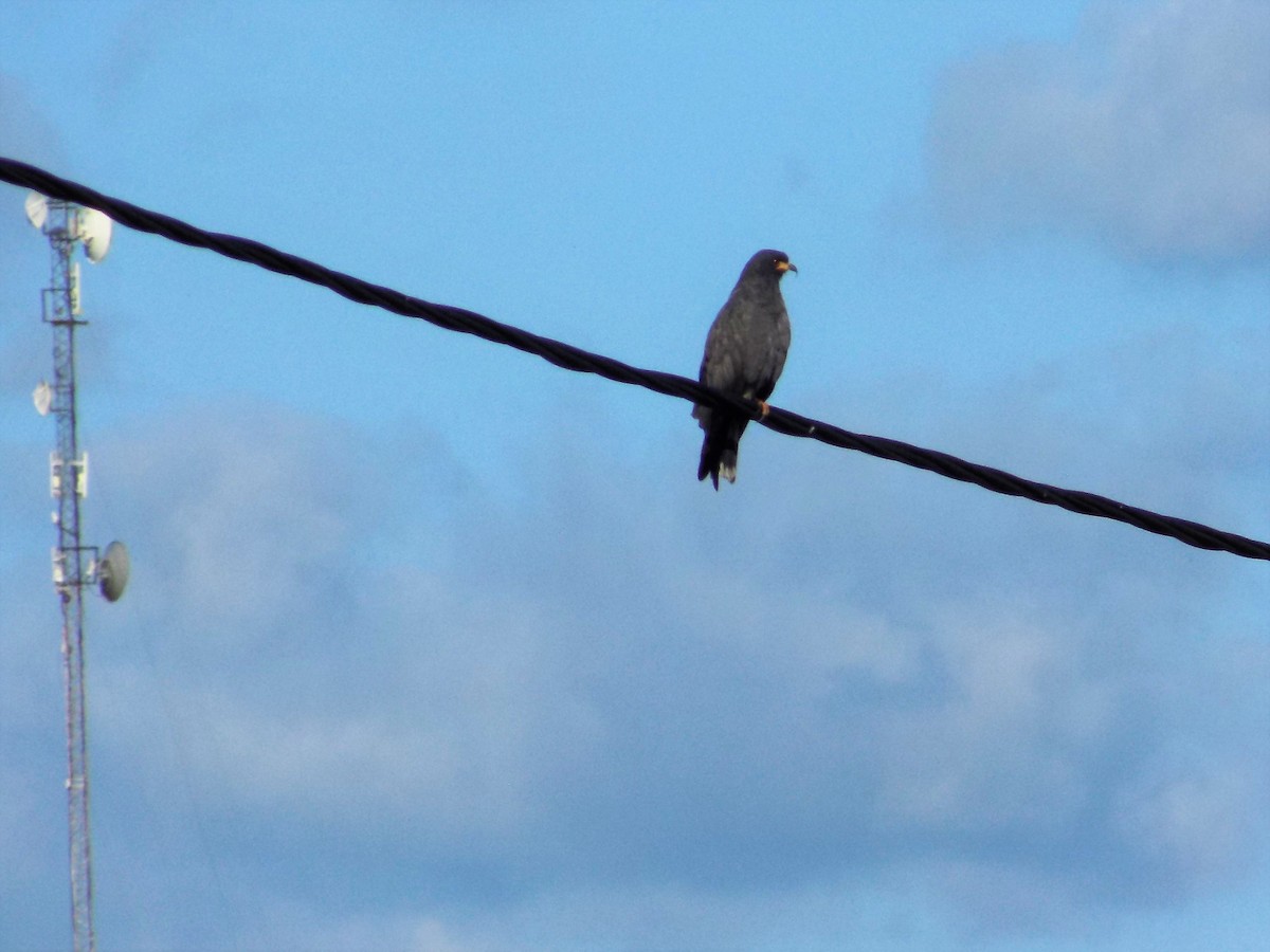 Schneckenbussard - ML555450761