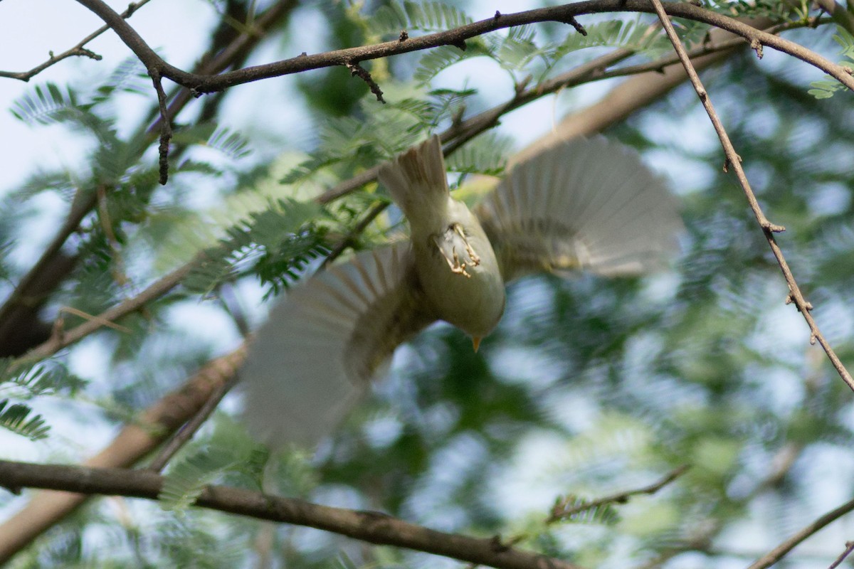 Mosquitero Occipital - ML555451411