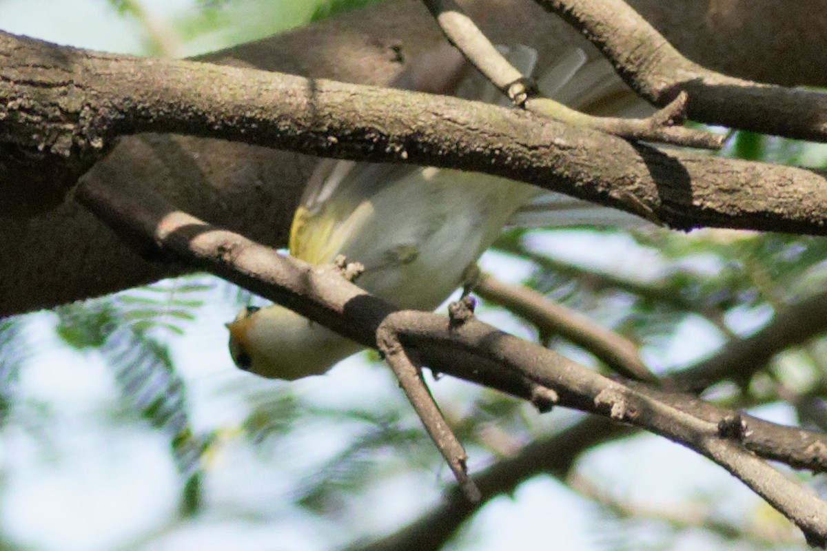 Western Crowned Warbler - ML555451431