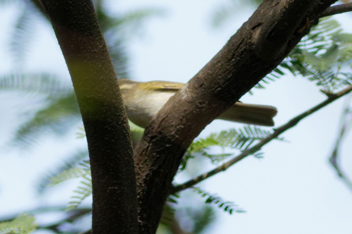 Western Crowned Warbler - ML555451441