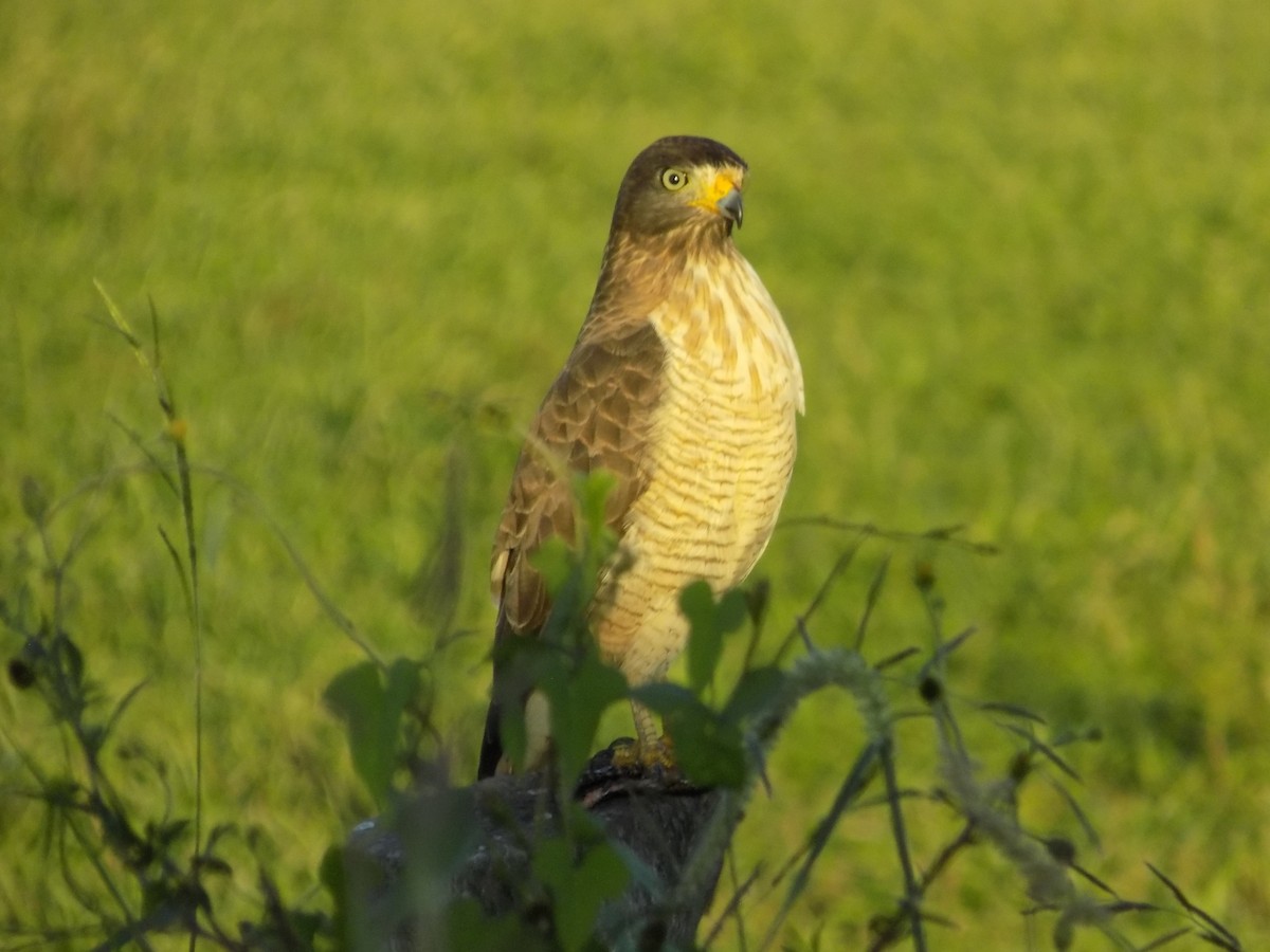 Roadside Hawk - David Elias Gamarra