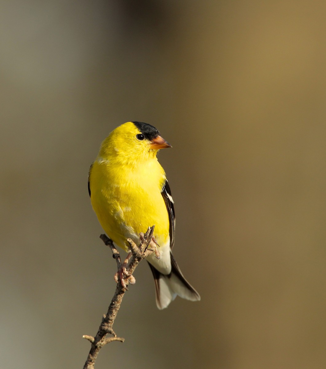 Chardonneret jaune - ML55545221