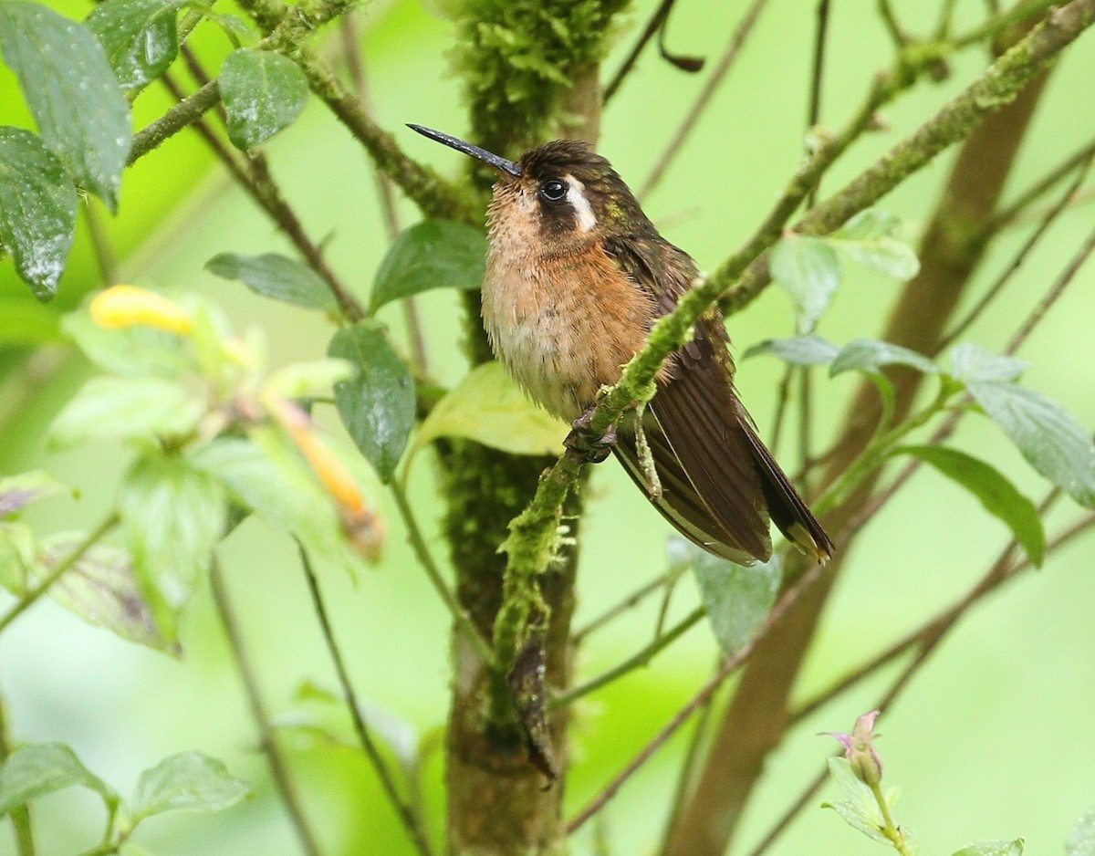 Speckled Hummingbird - Gisèle Labonté