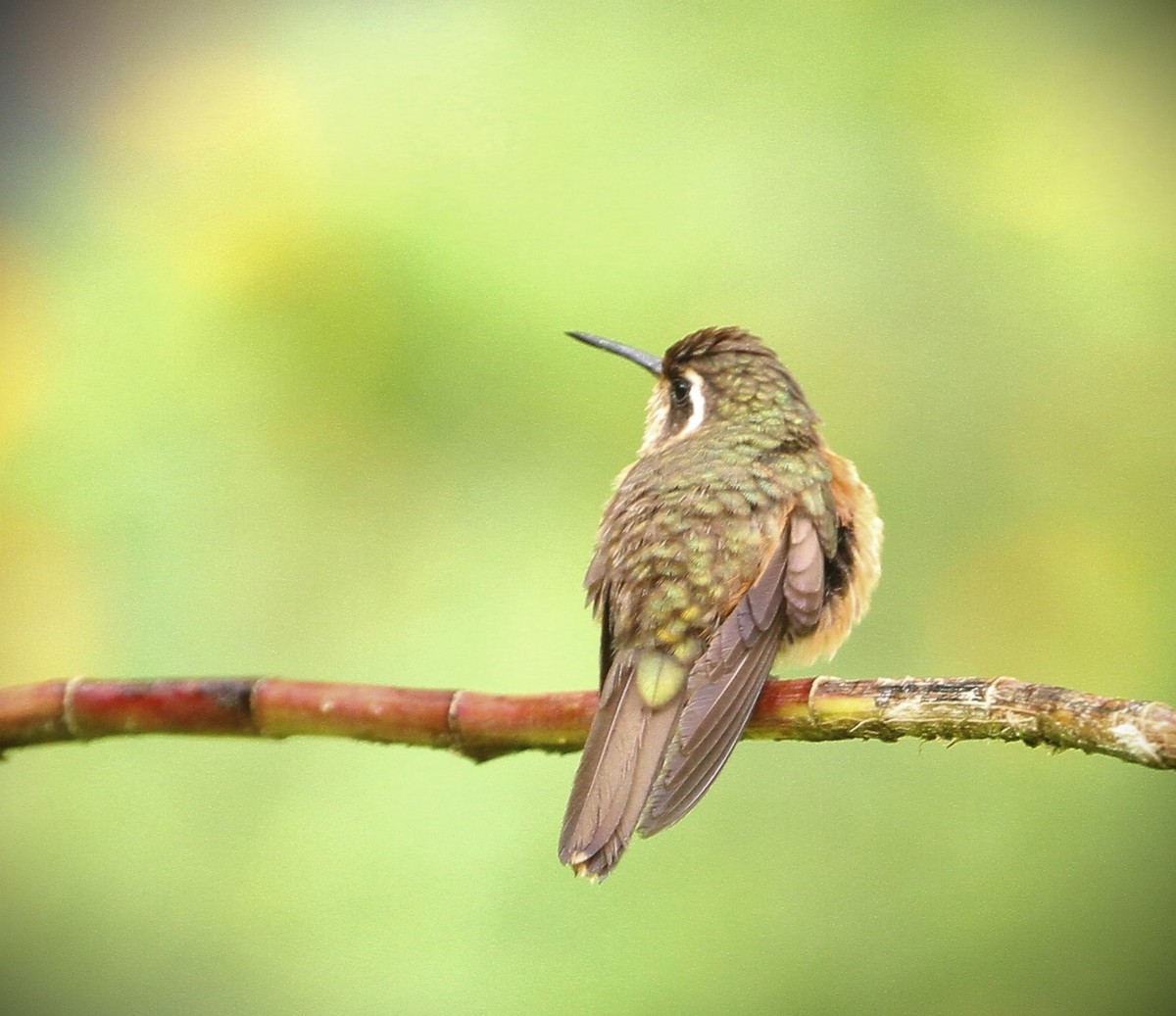 Speckled Hummingbird - Gisèle Labonté