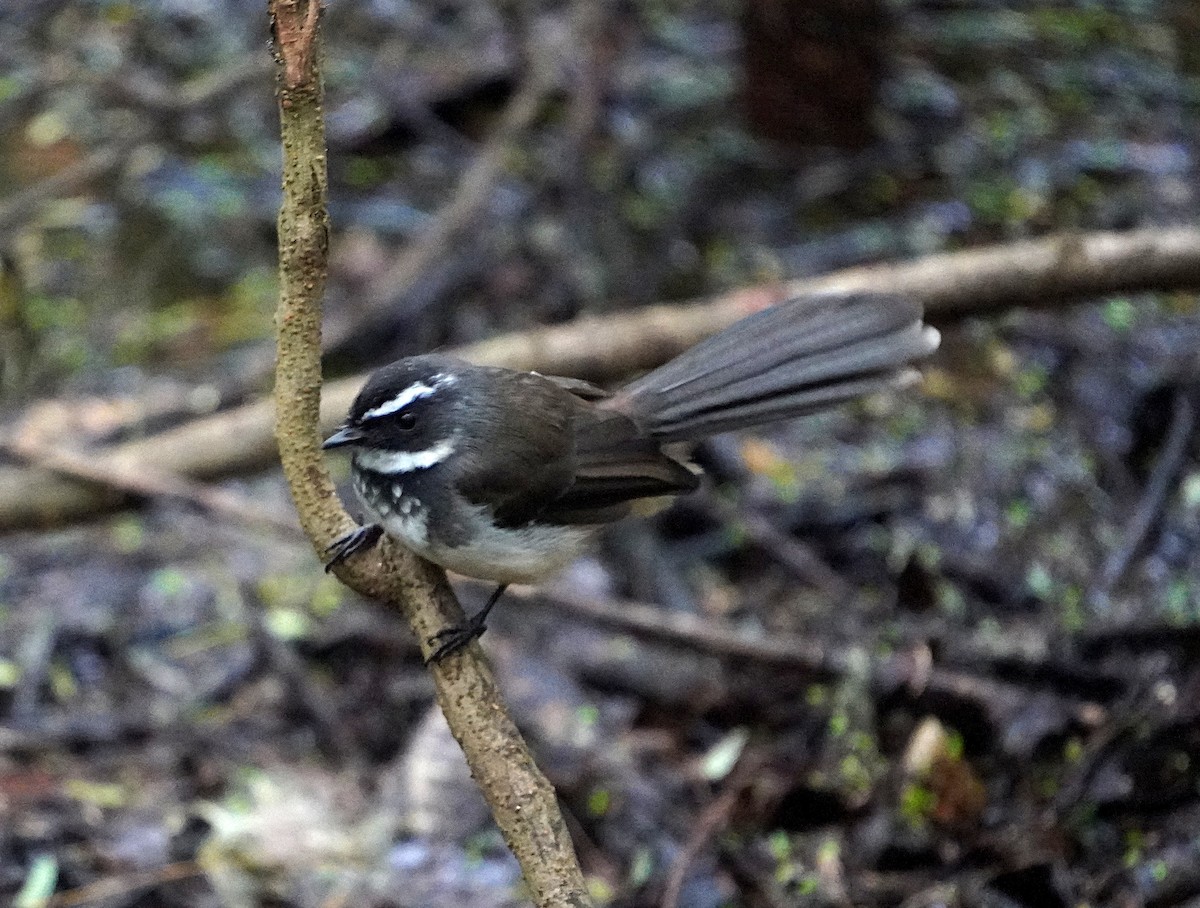 Spot-breasted Fantail - ML555452401