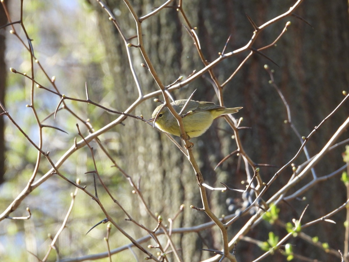 Orange-crowned Warbler - ML555452601