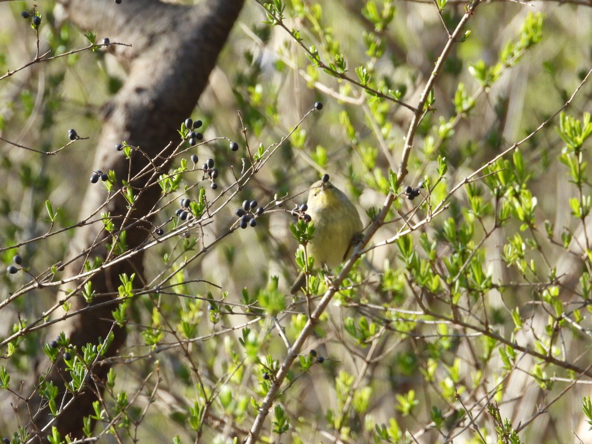 Orange-crowned Warbler - ML555452611