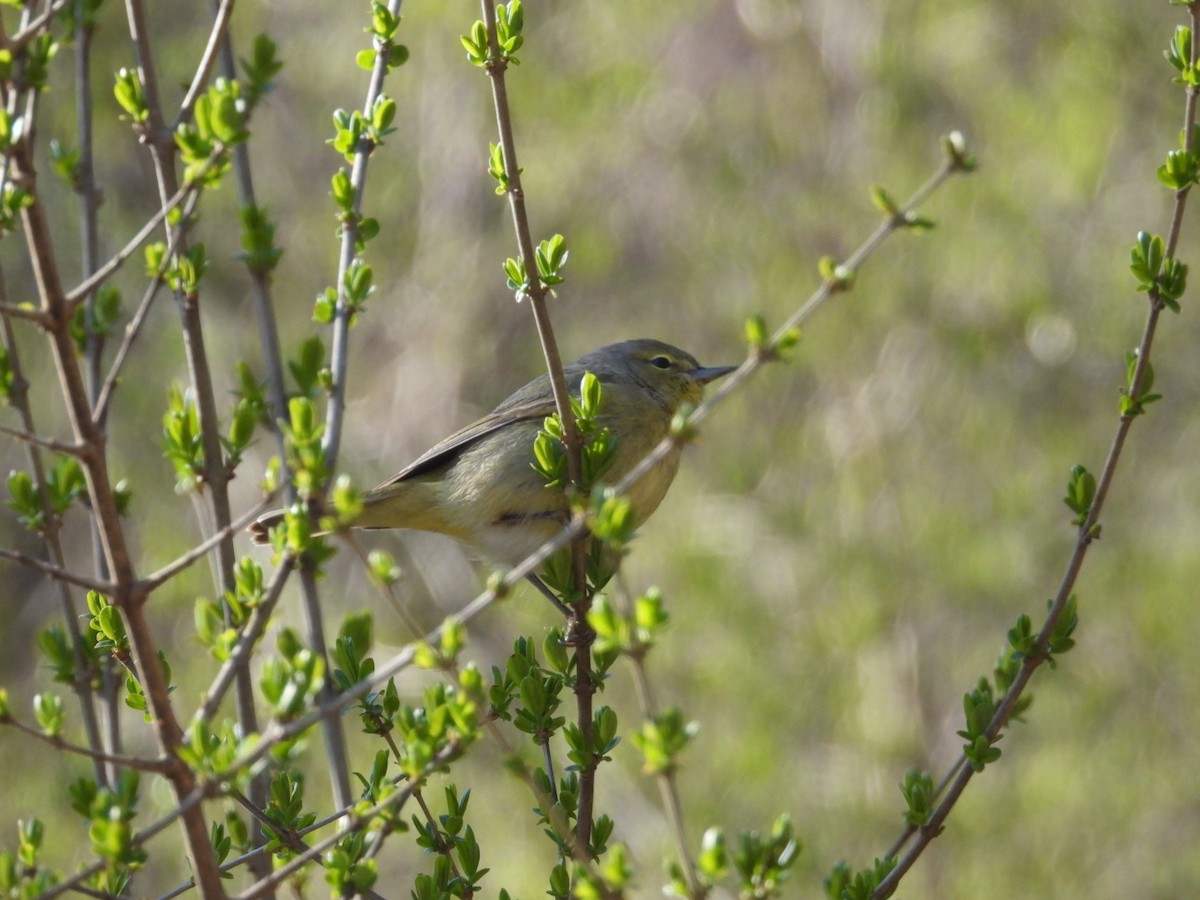 Orange-crowned Warbler - ML555452621