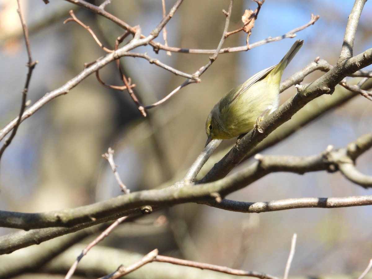 Orange-crowned Warbler - ML555452631