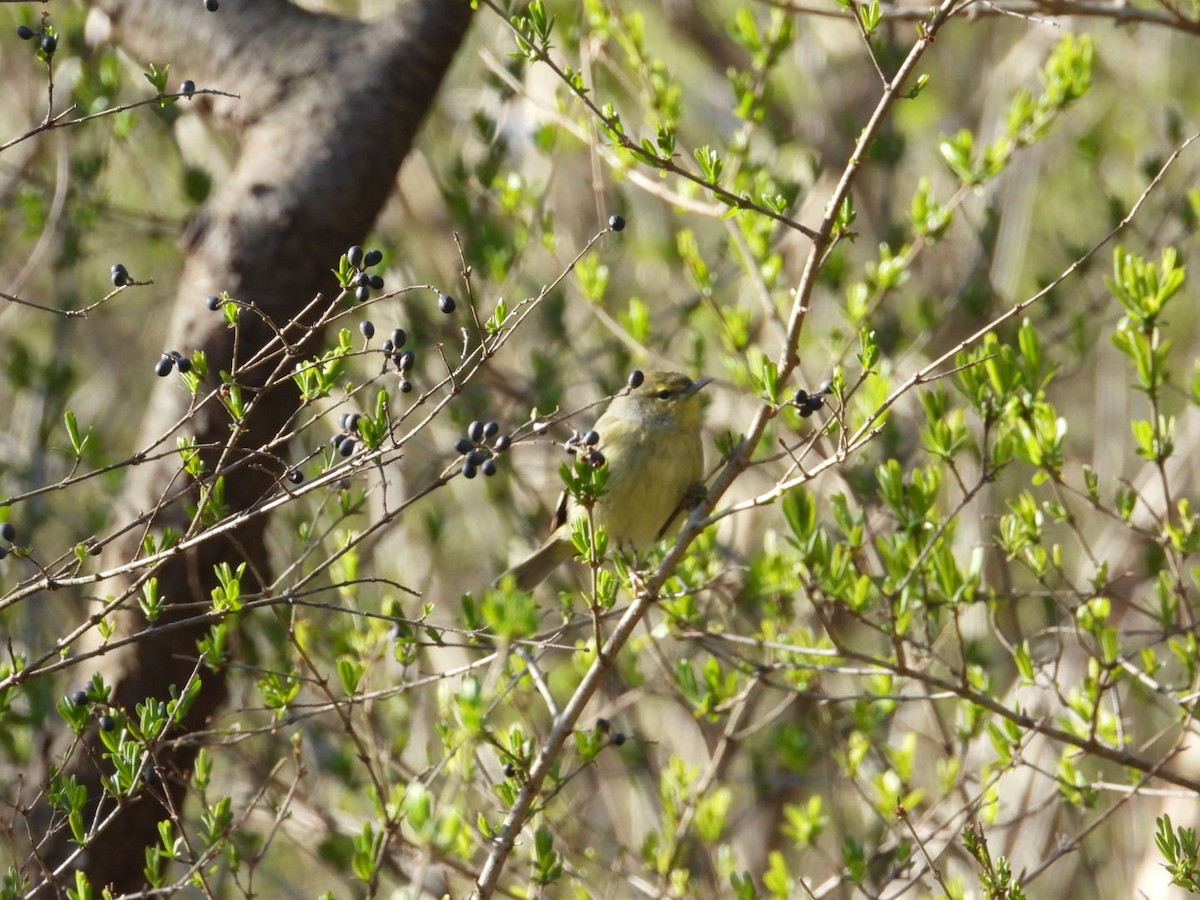 Orange-crowned Warbler - ML555452641