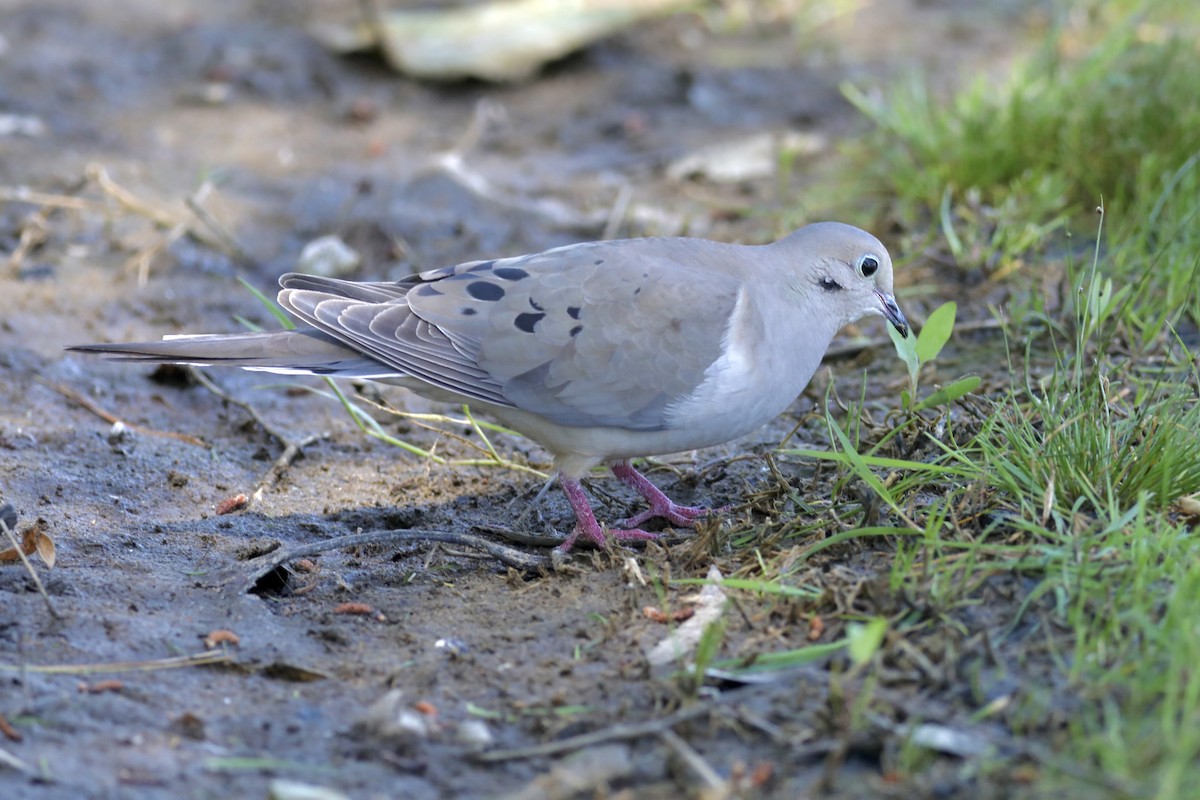 Mourning Dove - ML555452661