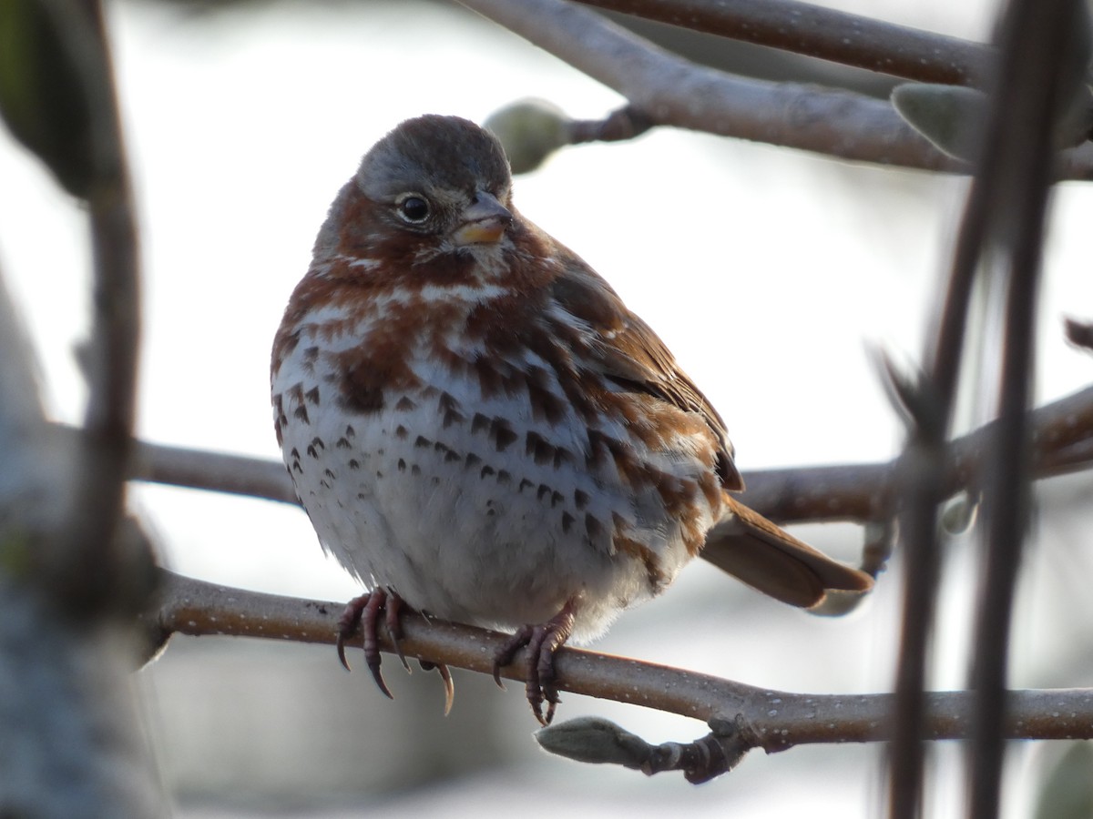 Fox Sparrow - ML555453191