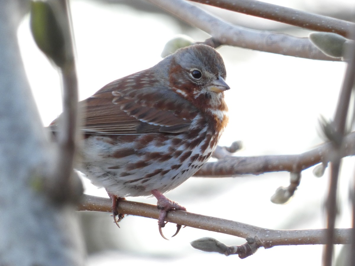 Fox Sparrow - ML555453201