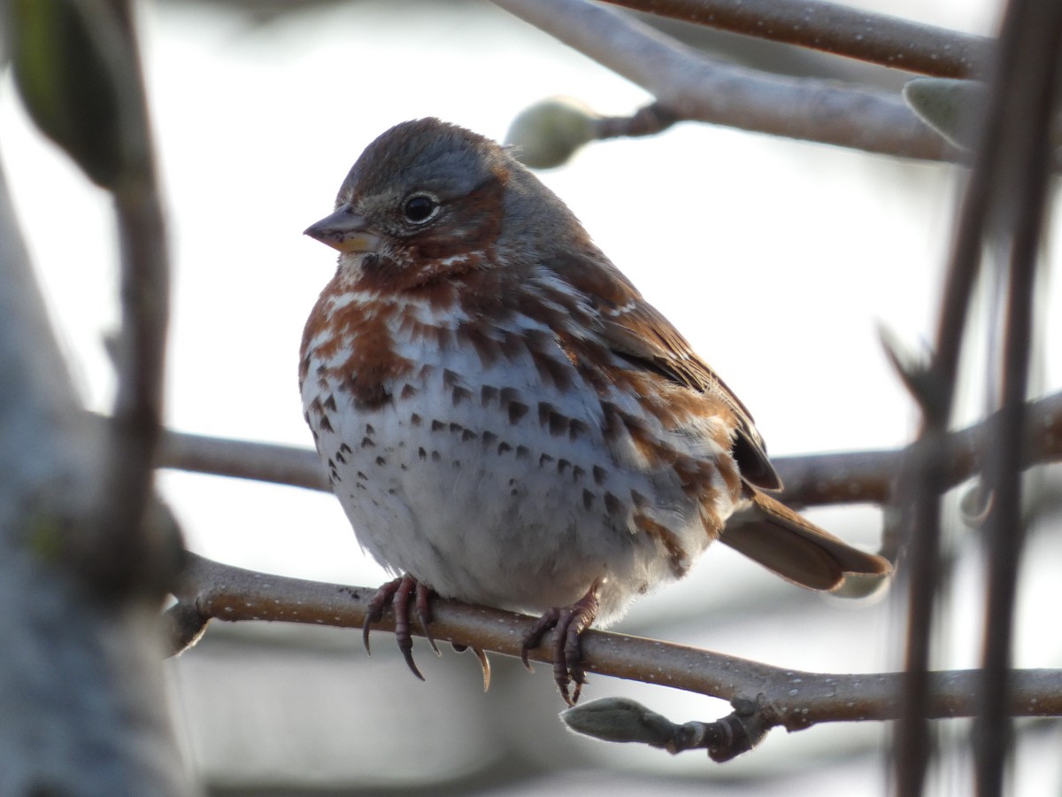 Fox Sparrow - ML555453211