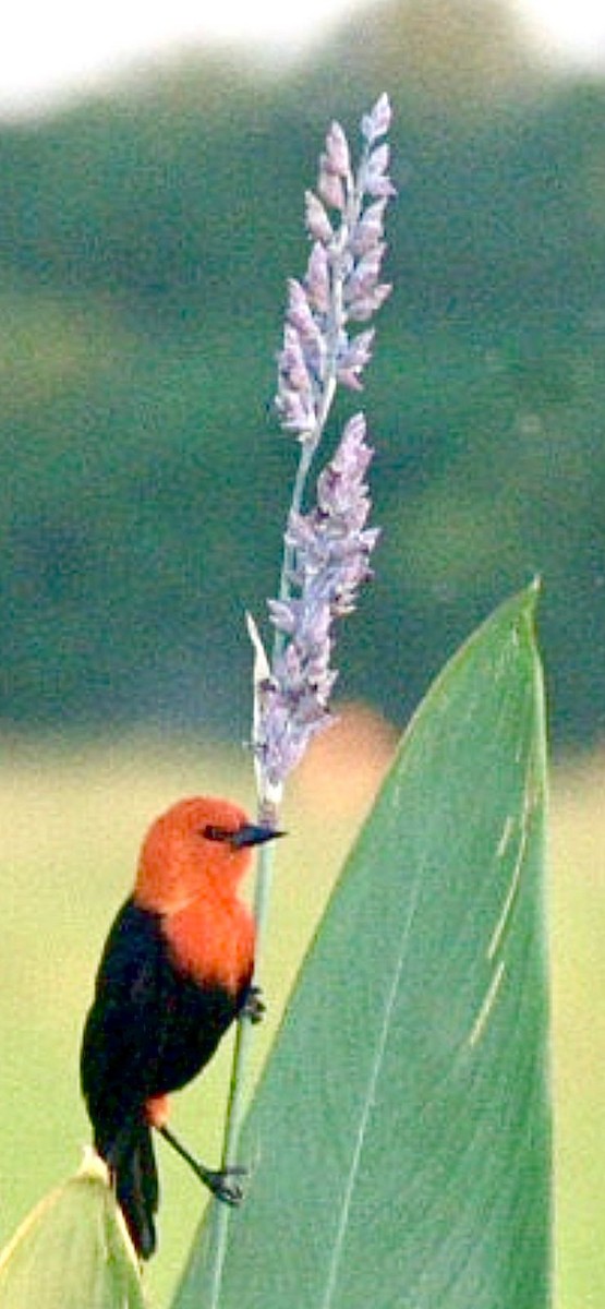 Scarlet-headed Blackbird - ML555453241