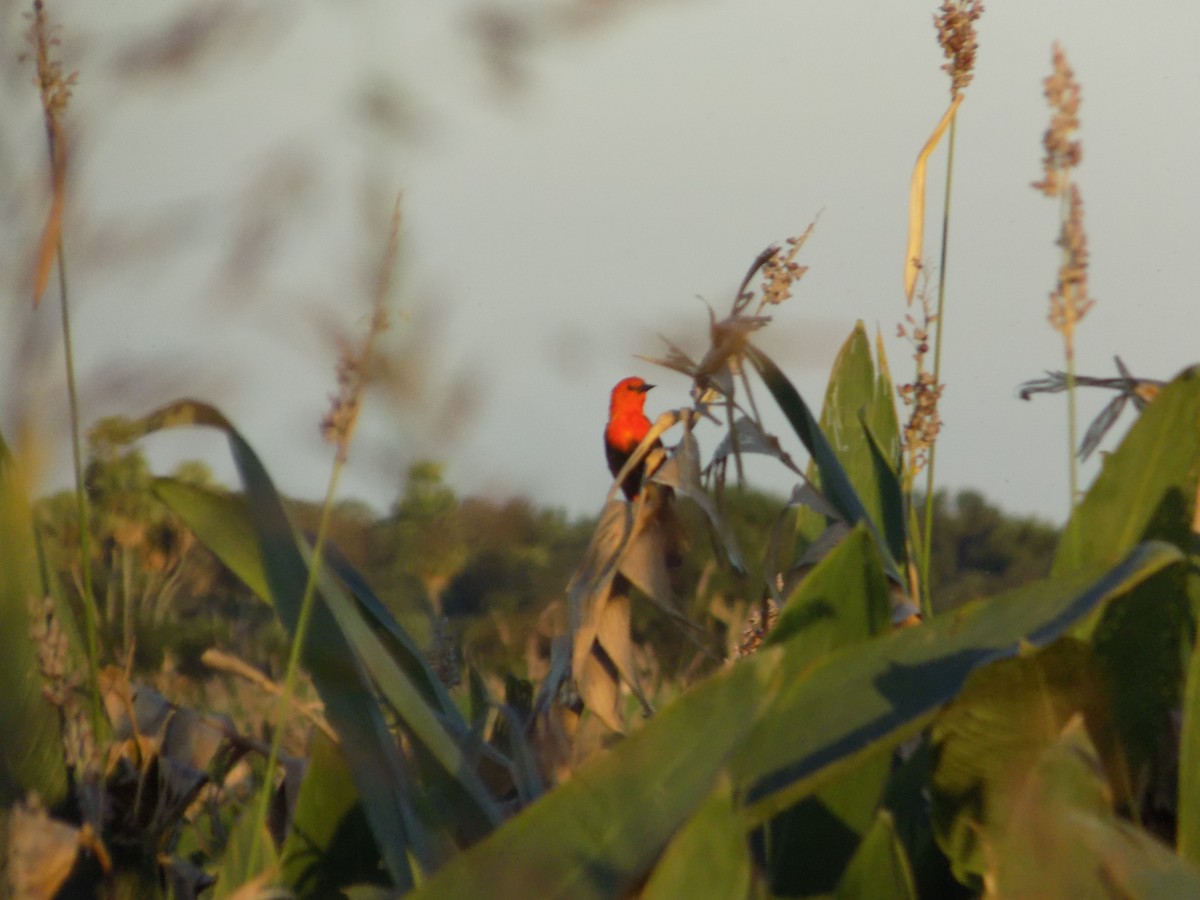 Scarlet-headed Blackbird - David Elias Gamarra